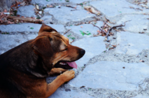 dog