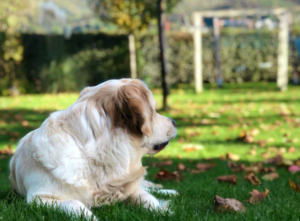 dog on the ground
