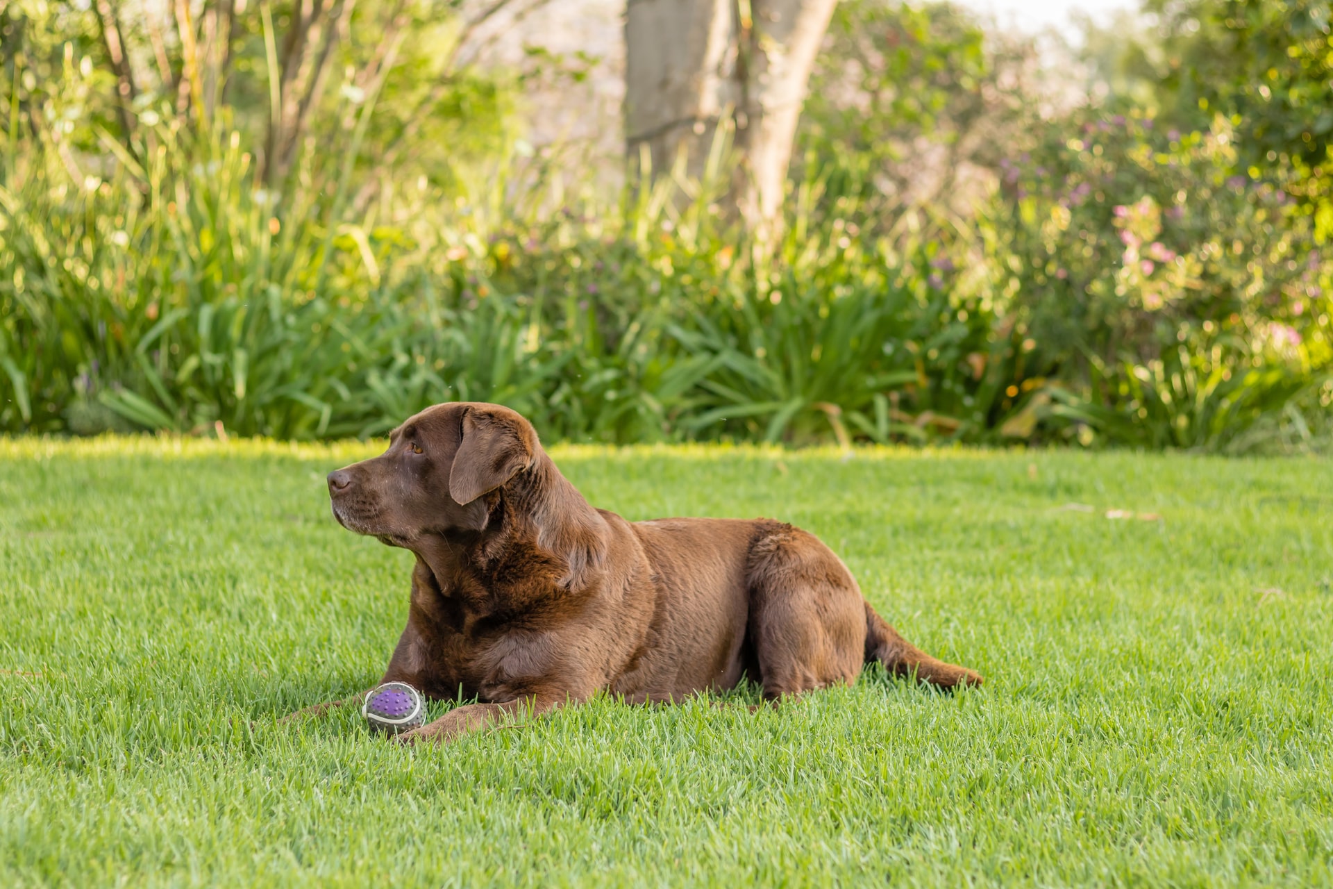 labrador