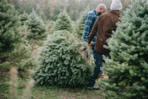 pine trees