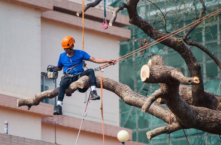 tree cutting